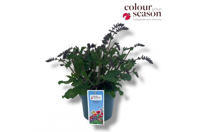 Salvia pratensis Salvia Pretty in Pink 