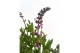 Salvia pratensis Salvia Pretty in Pink 