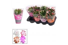 Schlumbergera mix met hoes
