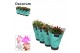 Schlumbergera mix decorum in hoes 