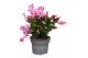 Schlumbergera mix decorum in hoes 