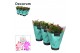 Schlumbergera mix decorum in hoes 