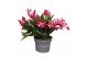 Schlumbergera mix decorum in hoes 