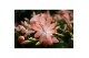 Schlumbergera mix decorum in hoes 