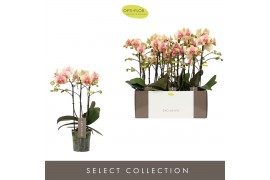 Phalaenopsis multiflora geel 3 tak exclusivo belle helene