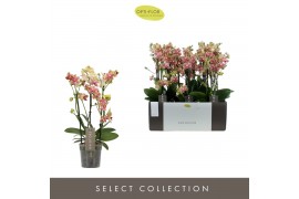 Phalaenopsis multiflora geel Exclusivo Pikachu 3 tak