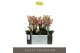 Phalaenopsis multiflora geel Exclusivo Pikachu 3 tak 