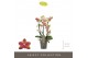 Phalaenopsis multiflora geel Exclusivo Pikachu 3 tak 
