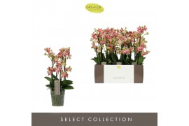 Phalaenopsis multiflora geel 4 tak exclusivo pikachu