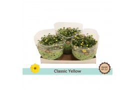 Chrysanthemum ind. tapas time classic yellow