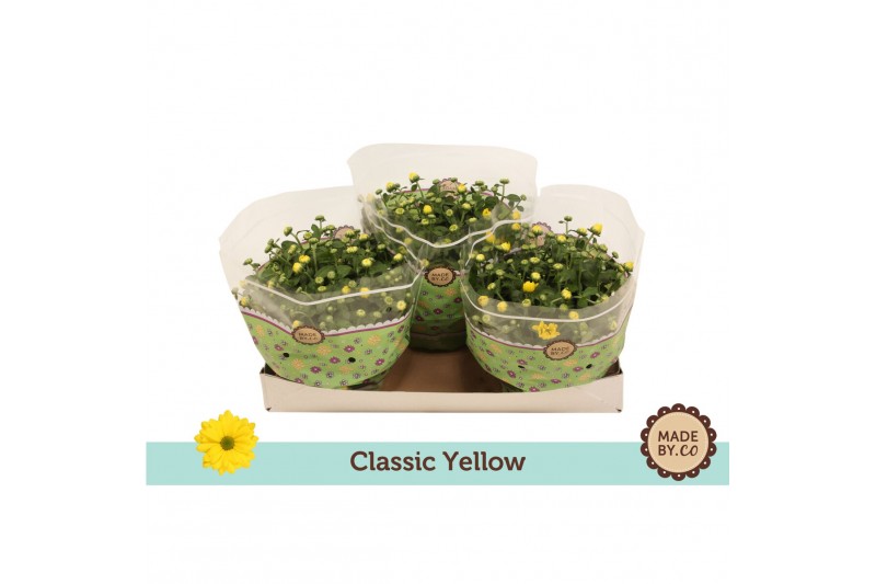 Chrysanthemum ind. tapas time classic yellow 