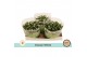 Chrysanthemum ind. alpine time classic white 