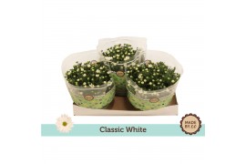 Chrysanthemum ind. alpine time classic white