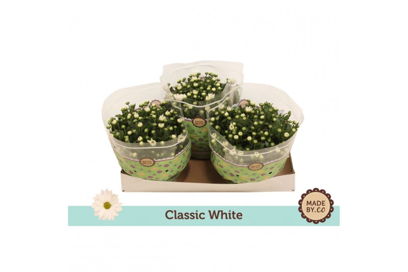 Chrysanthemum ind. alpine time classic white Chrysanthemum ind. alpine time classic white