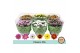 Chrysanthemum ind. mix classic 