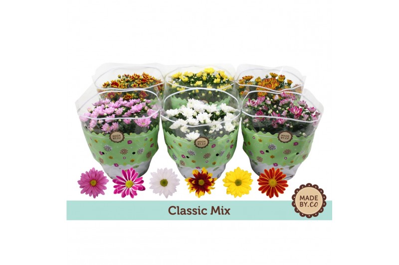 Chrysanthemum ind. mix classic 
