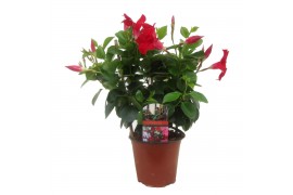 Mandevilla rio mix dipladenia op rek