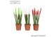 Sansevieria cylindrica velvet touchz® mix Italy 