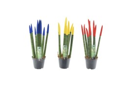 Sansevieria cylindrica velvet touchz® mix Roemenië