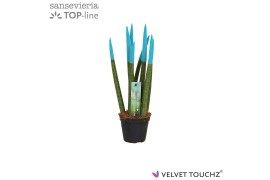 Sansevieria velvet touchz aqua