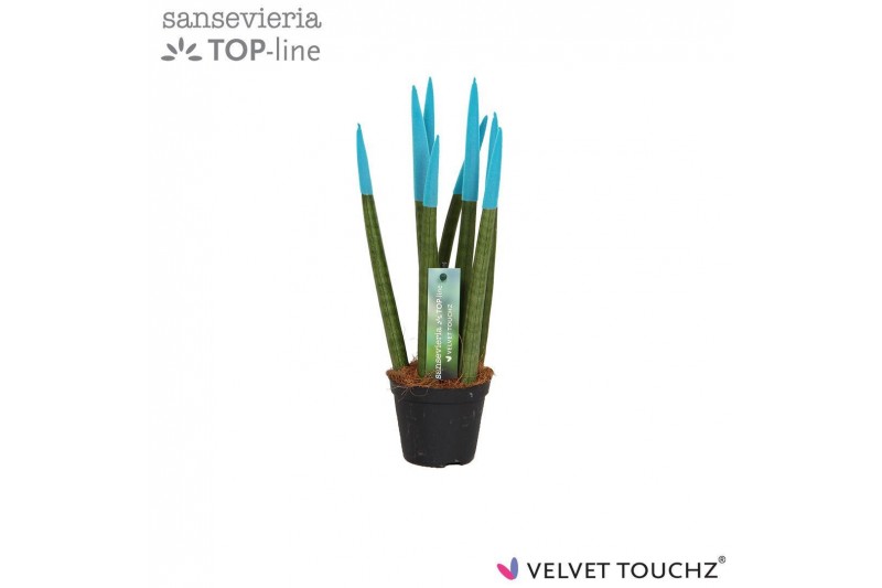 Sansevieria velvet touchz aqua 