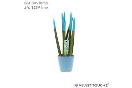 Sansevieria velvet touchz aqua keramiek