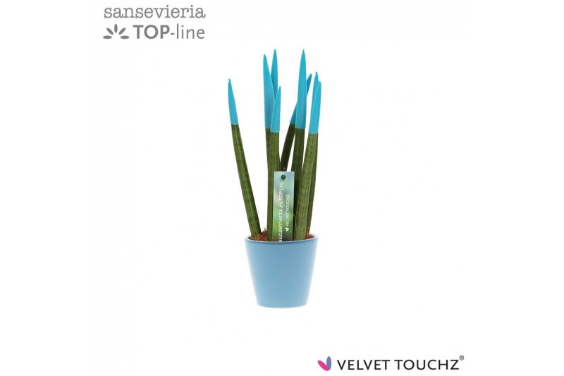 Sansevieria velvet touchz aqua keramiek 
