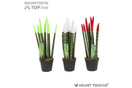 Sansevieria cylindrica velvet touchz® mix Italië
