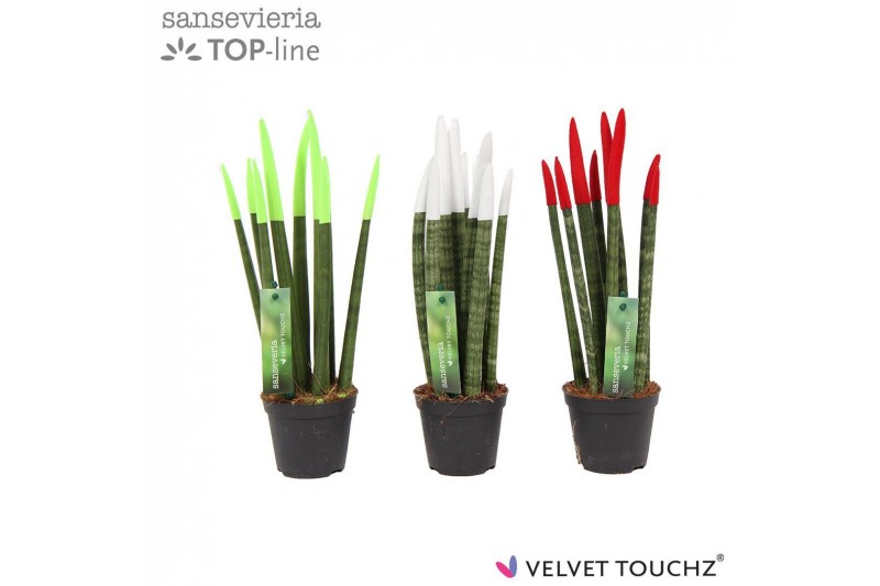 Sansevieria cylindrica velvet touchz® mix Italië 