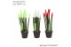 Sansevieria cylindrica velvet touchz® mix Italië 
