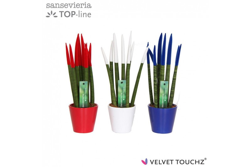 Sansevieria cylindrica velvet touchz® mix Frankrijk/Nederland in keram 