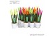 Sansevieria cylindrica velvet touchz® mix neon in keramiek rotterdam 
