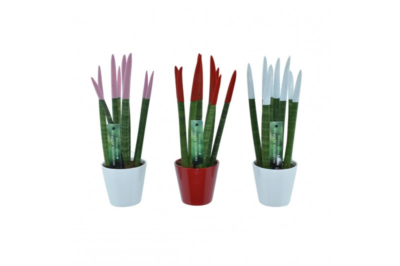 Sansevieria cylindrica velvet touchz® mix woman in keramiek rotterdam 