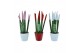 Sansevieria cylindrica velvet touchz® mix woman in keramiek rotterdam 