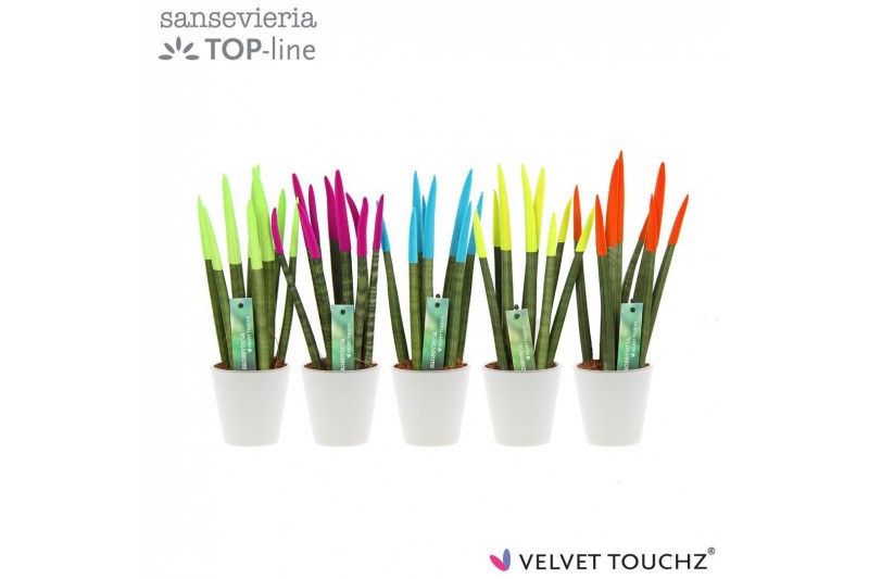 Sansevieria cylindrica velvet touchz® mix Ibiza in keramiek rotterdam 