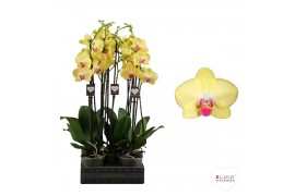 Phalaenopsis floriclone miraflore 2 tak - 65/70cm
