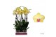 Phalaenopsis floriclone miraflore 2 tak - 65/70cm 
