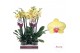 Phalaenopsis floriclone miraflore 2 tak - 65/70cm 