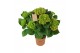 Hydrangea macr. hi tornado Rood 9-10 Bloem 