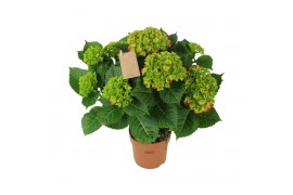 Hydrangea macr. hi tornado Rood 9-10 Bloem