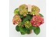Hydrangea macr. hi tornado Rood 9-10 Bloem 