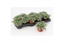Helichrysum petiolare mini