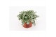 Helichrysum petiolare mini 