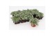 Helichrysum petiolare mini 