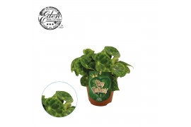 Begonia blad kingiana