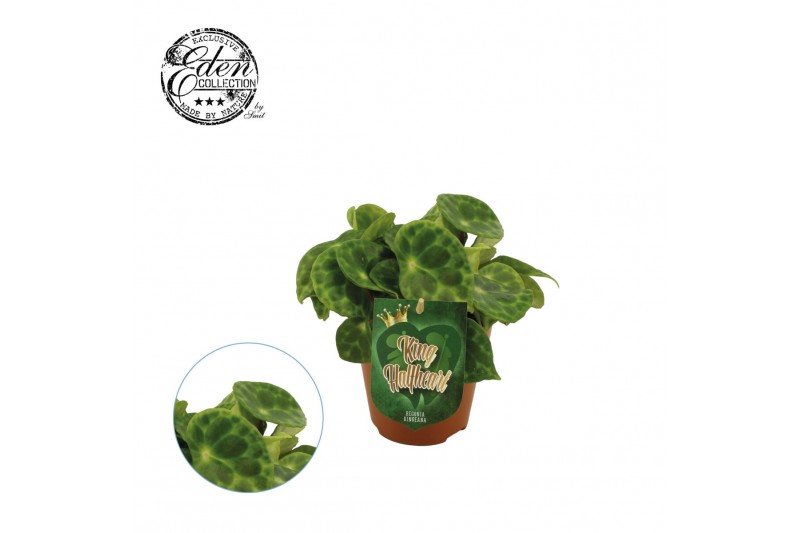 Begonia blad kingiana 