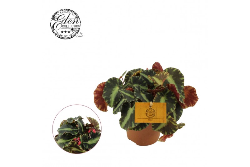 Begonia blad cleopatra 