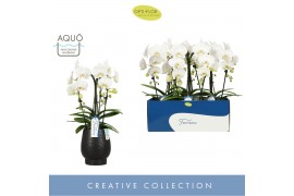 Phalaenopsis anthura madrid 3 tak fontano bellagio in black abruzzo aq