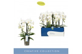 Phalaenopsis anthura madrid 3 tak fontano bellagio