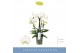 Phalaenopsis anthura madrid 3 tak fontano bellagio 